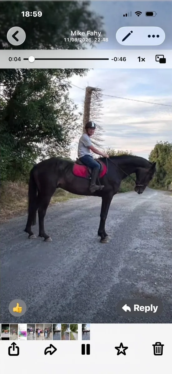 5 year old gelding - Image 1