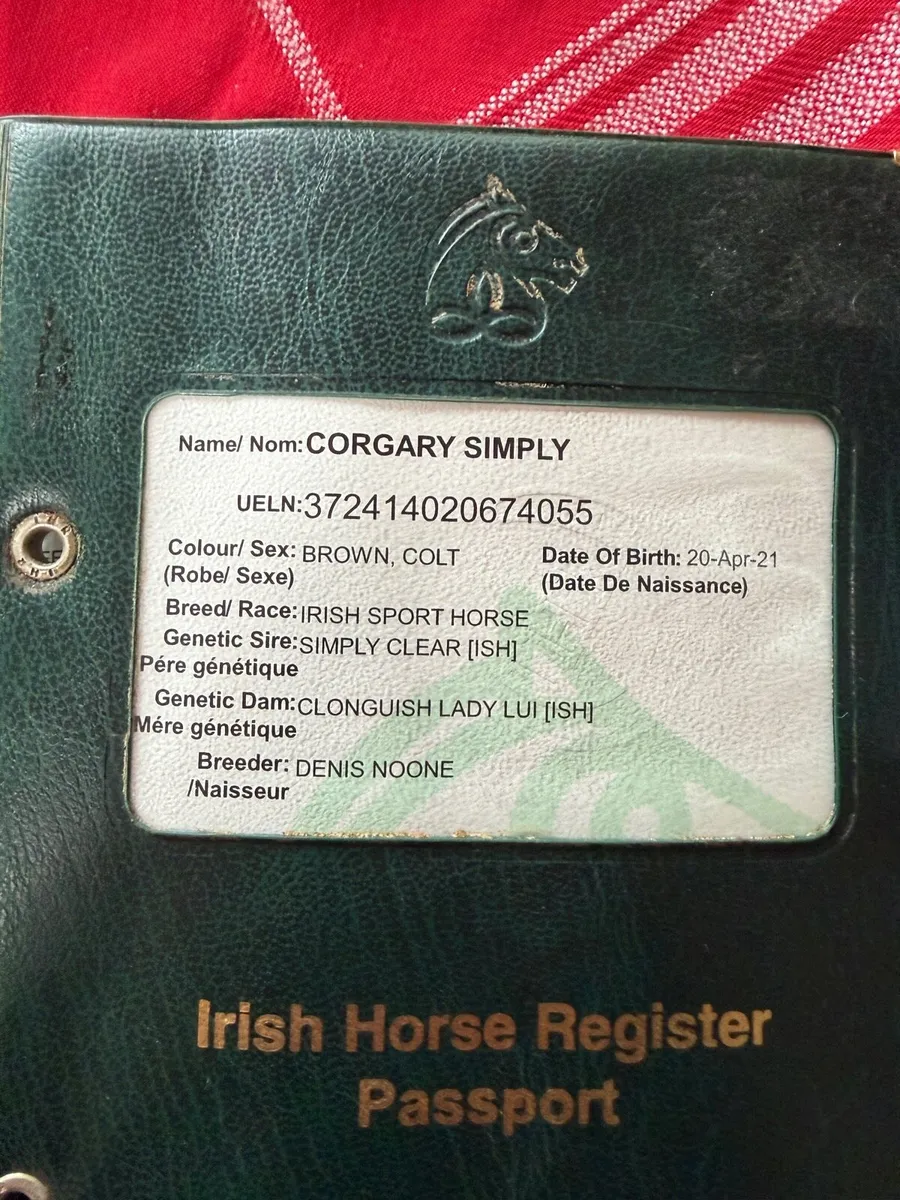 5 year old gelding - Image 4