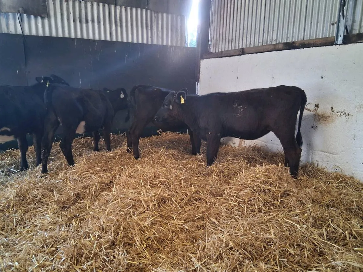 ⚫️HEIFER WEANLINGS ⚫️ - Image 2