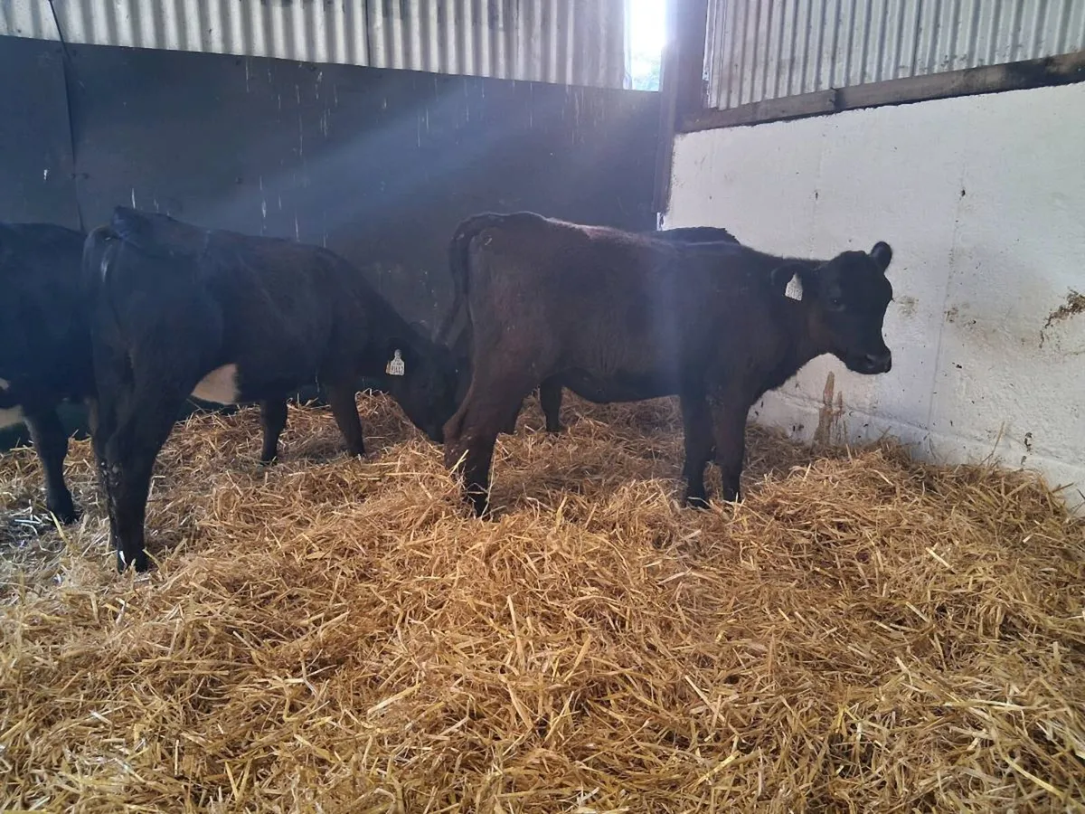 ⚫️HEIFER WEANLINGS ⚫️ - Image 3