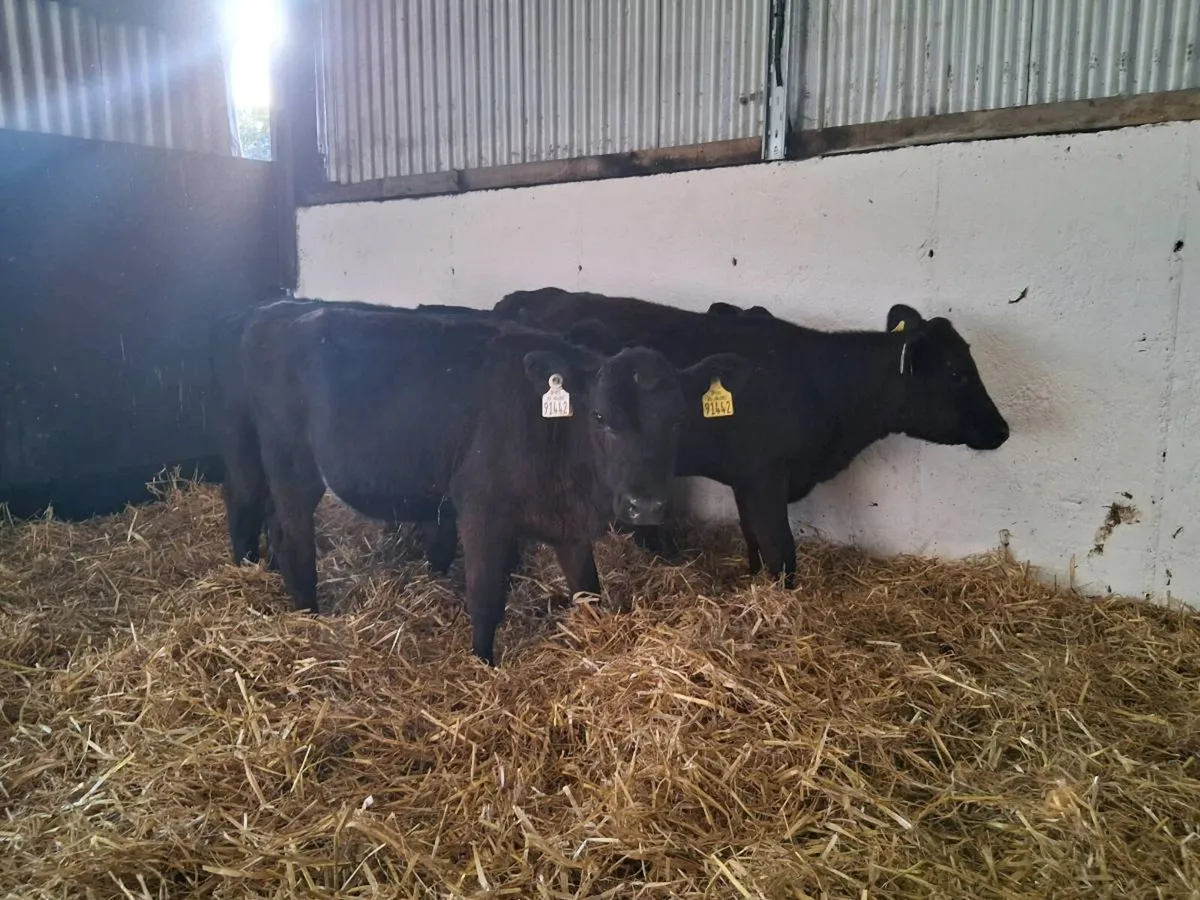 ⚫️HEIFER WEANLINGS ⚫️ - Image 4