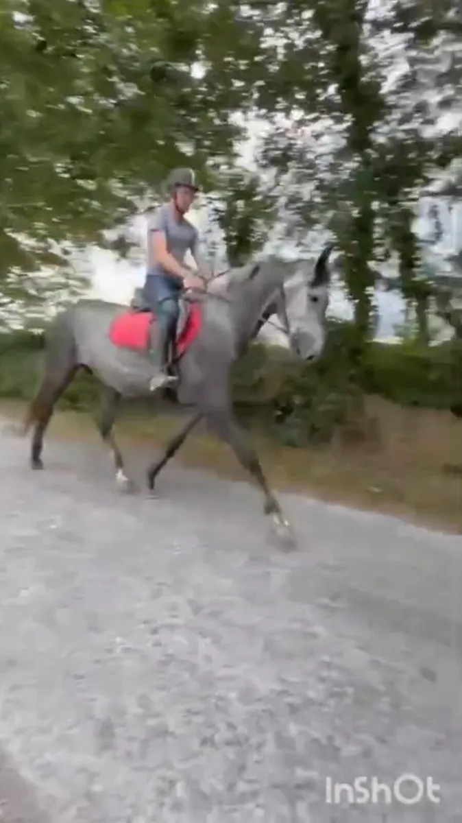 5 year old filly - Image 1