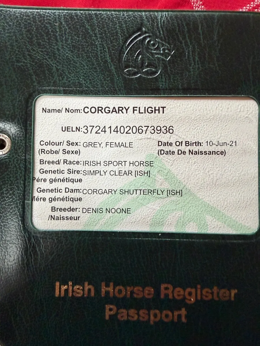 5 year old filly - Image 3