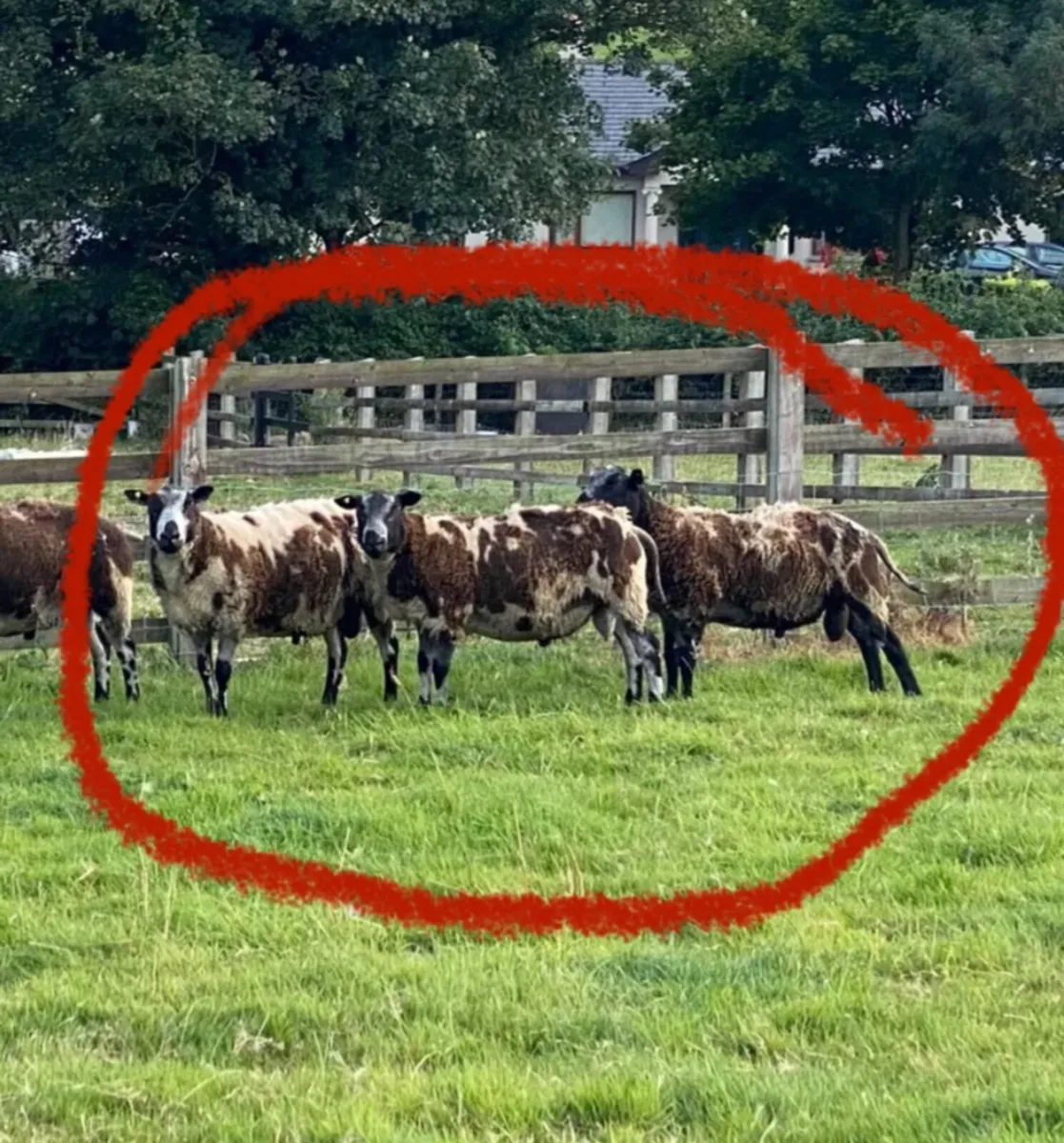 Dutch Spotted Rams - Image 1
