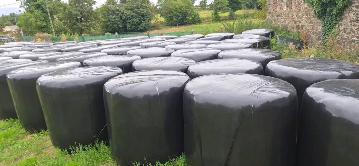 Bales of Silage
