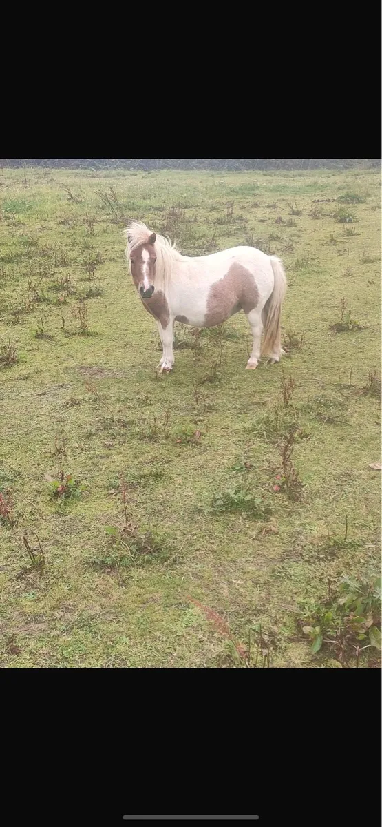 Miniature mare - Image 2