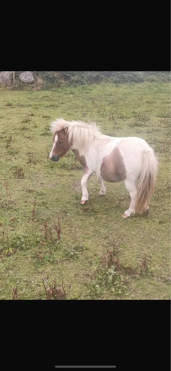 Miniature mare - Image 3