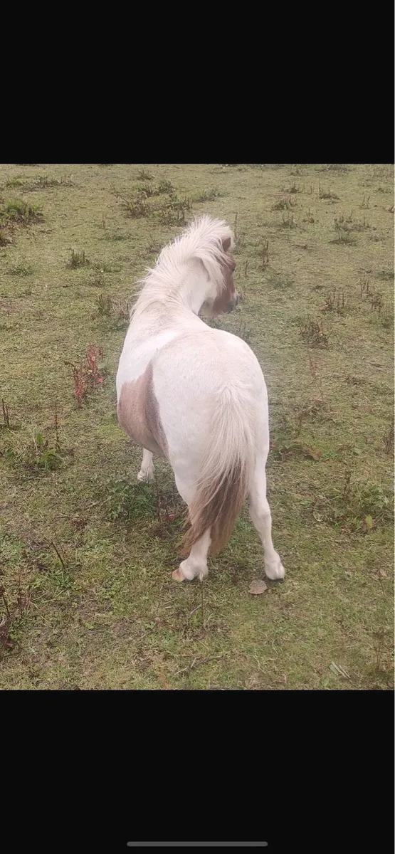 Miniature mare - Image 4