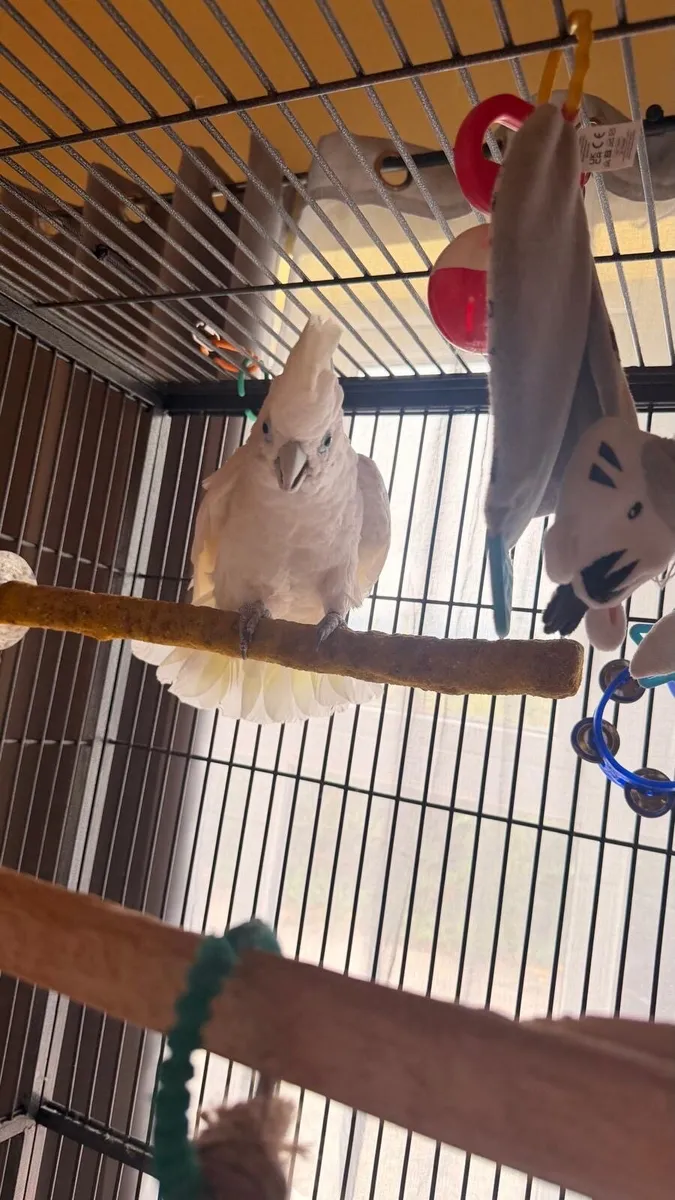 Ducorps cockatoo bird - Image 1