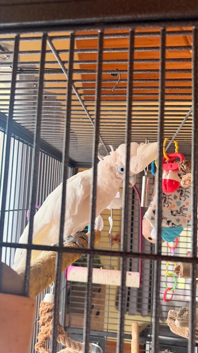 Ducorps cockatoo bird - Image 2