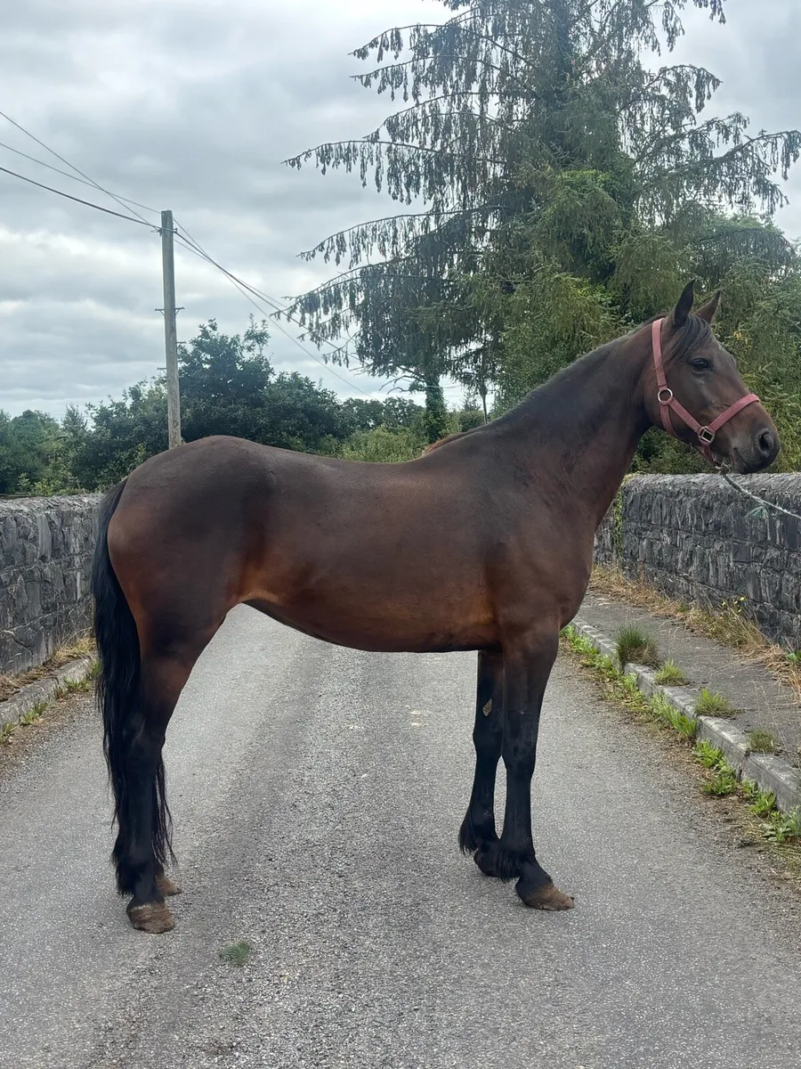 Connemara Mare - Image 1