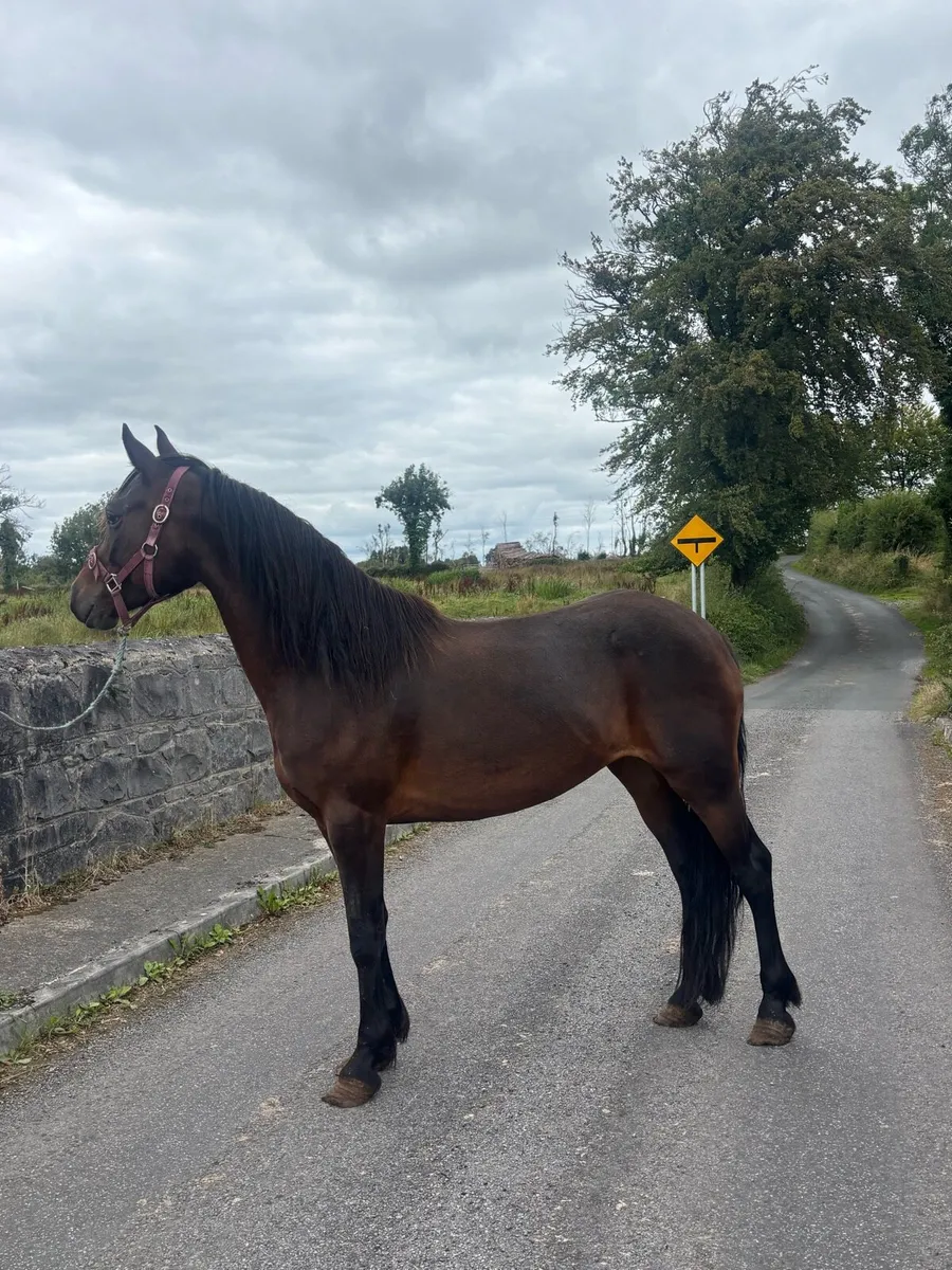 Connemara Mare - Image 2