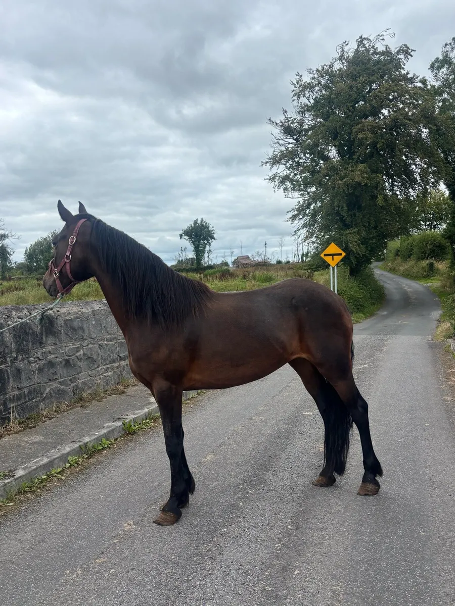 Connemara Mare - Image 3