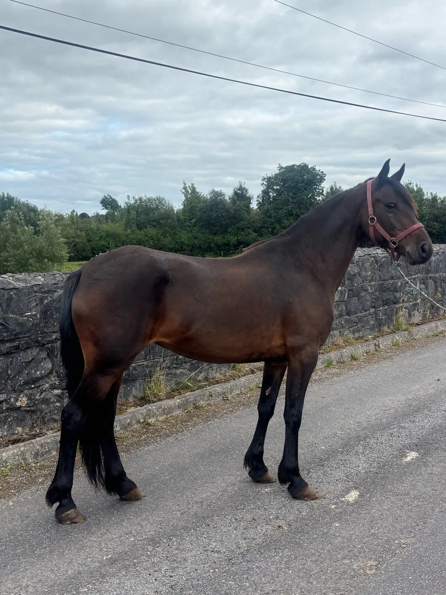 Connemara Mare - Image 4