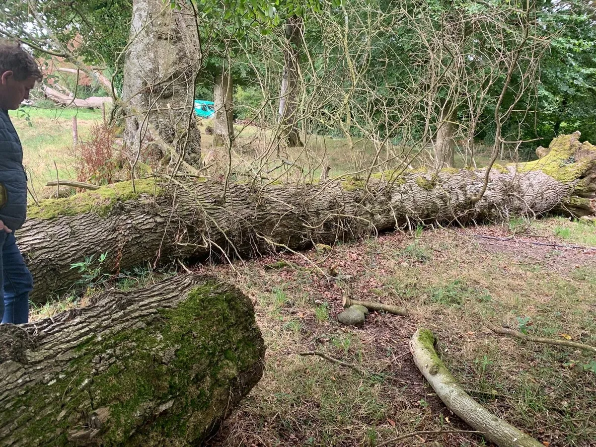 Tree trunk - Image 1
