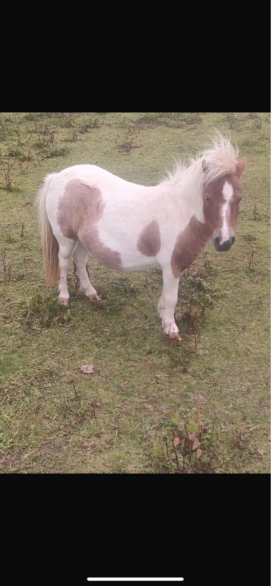 Miniature mare - Image 1