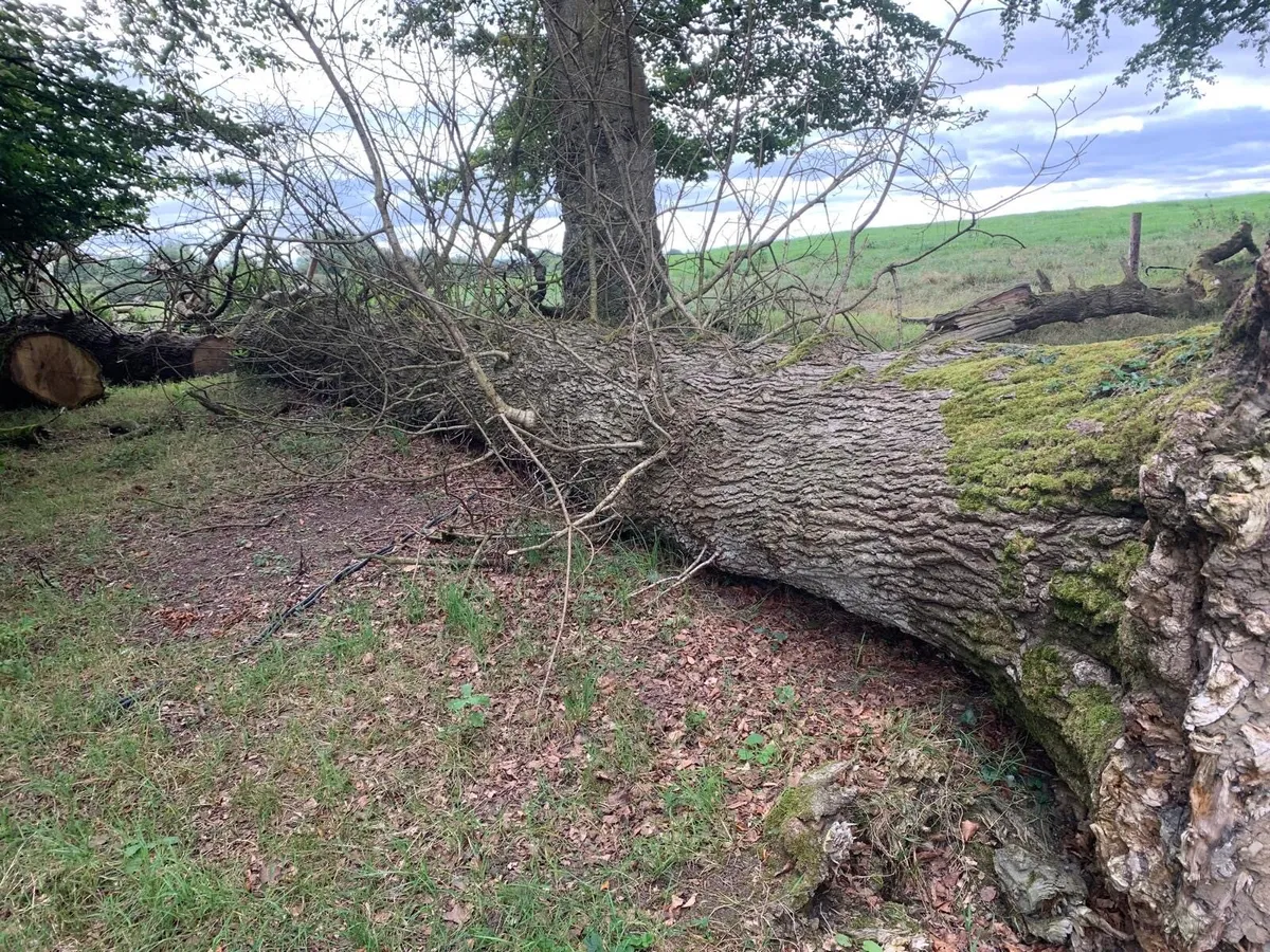 Tree trunk - Image 2