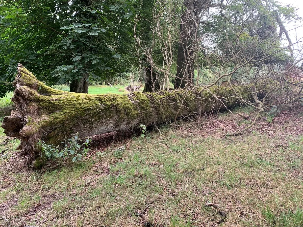 Tree trunk - Image 3