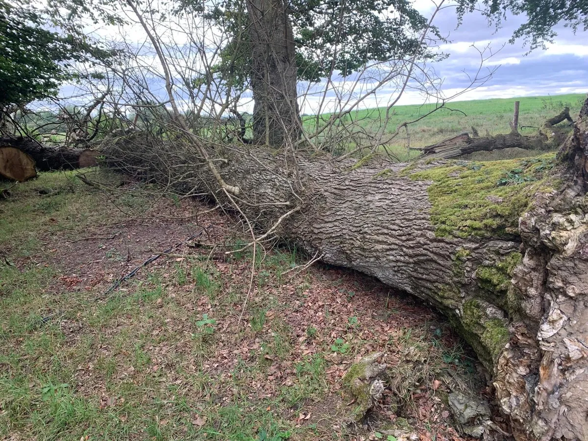 Tree trunk - Image 4