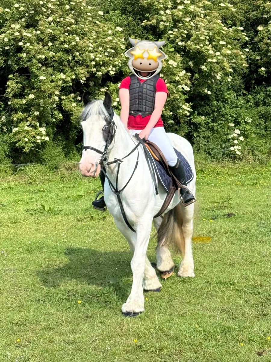 Cob pony - Image 1