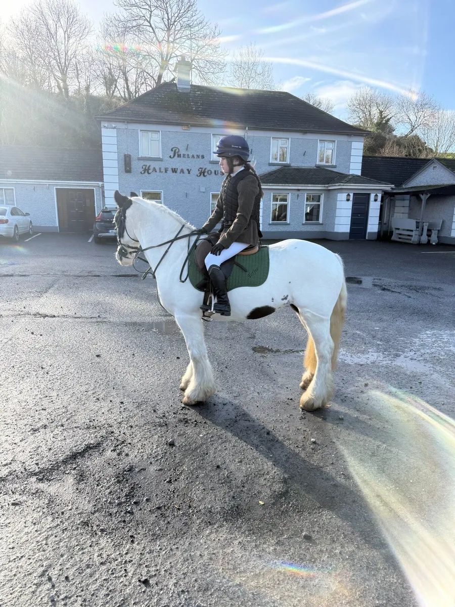 Cob pony - Image 1
