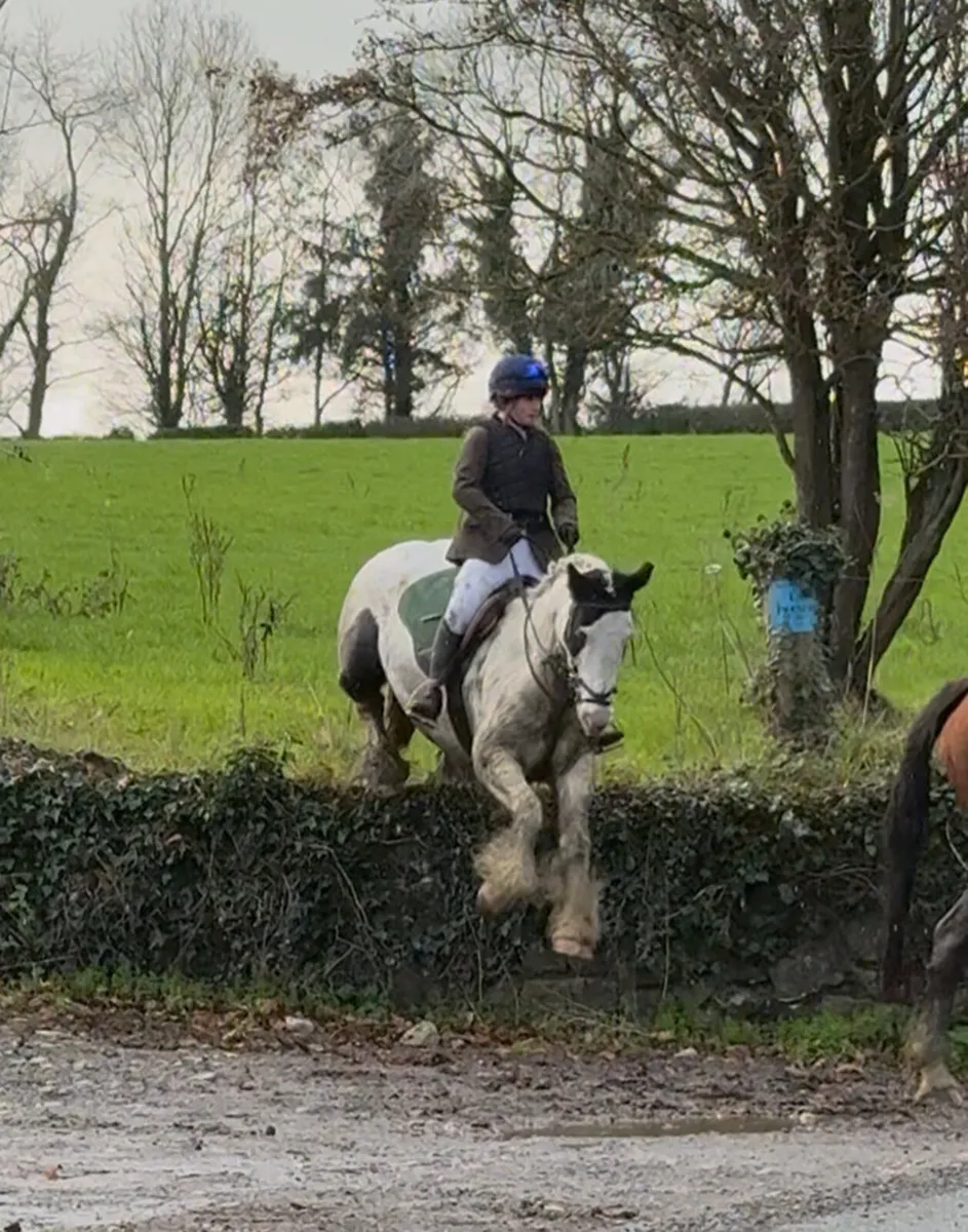 Cob pony - Image 2