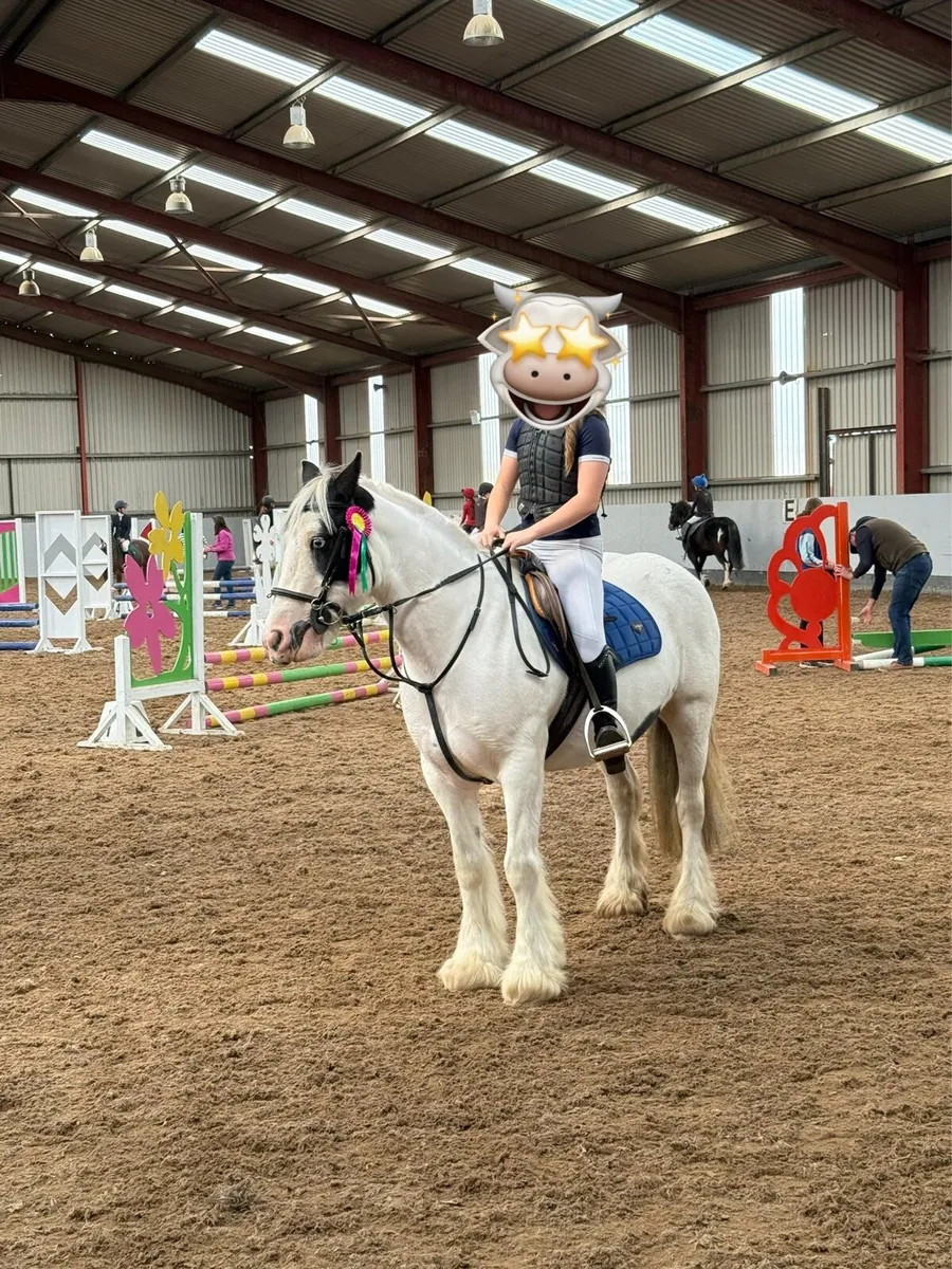 Cob pony - Image 3