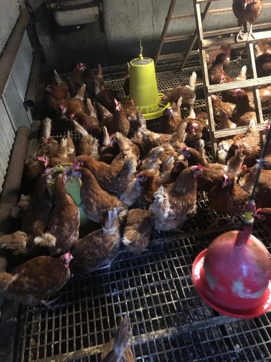 • Point Of Lay Pullets • - Image 1