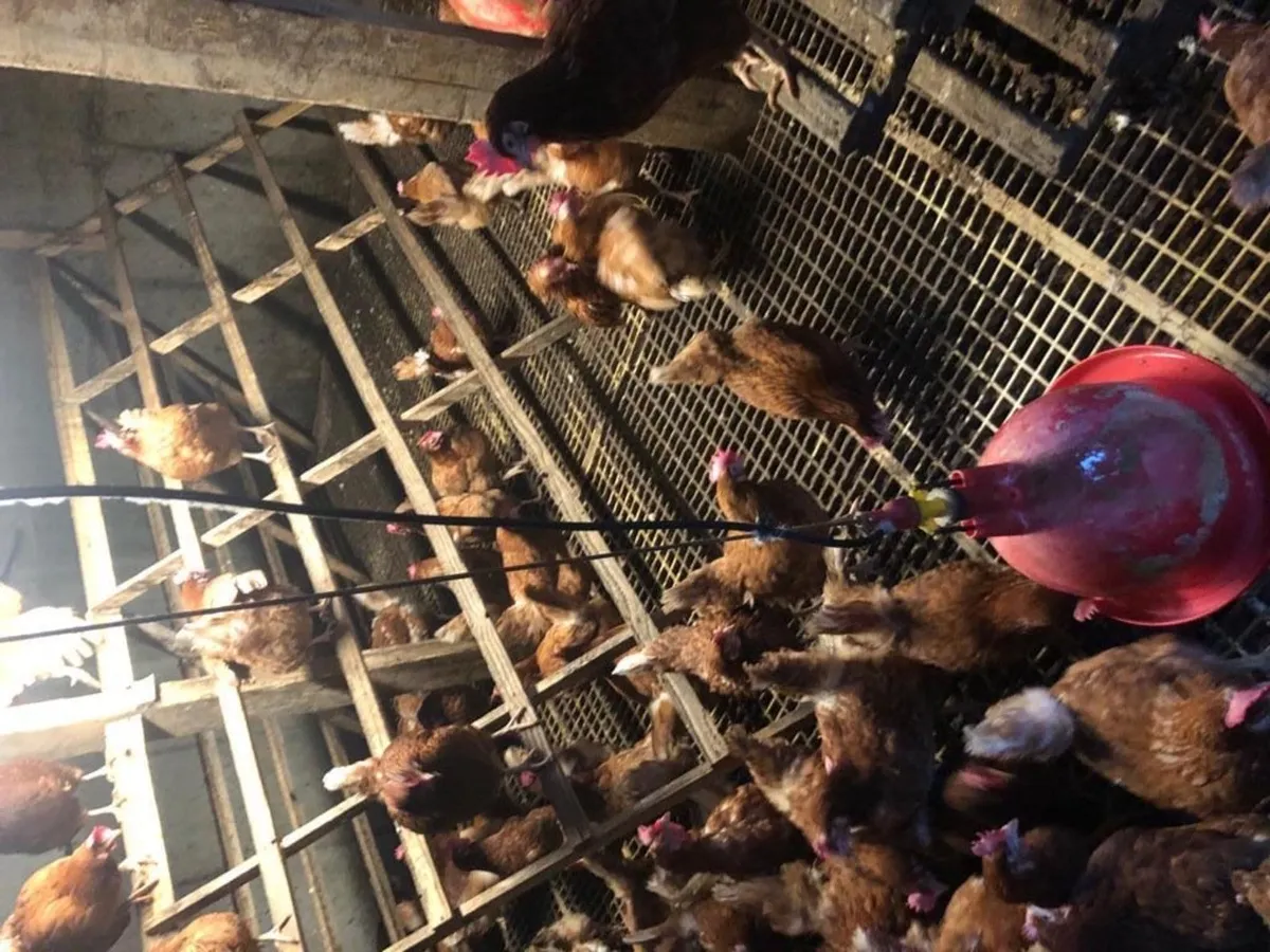 • Point Of Lay Pullets • - Image 4