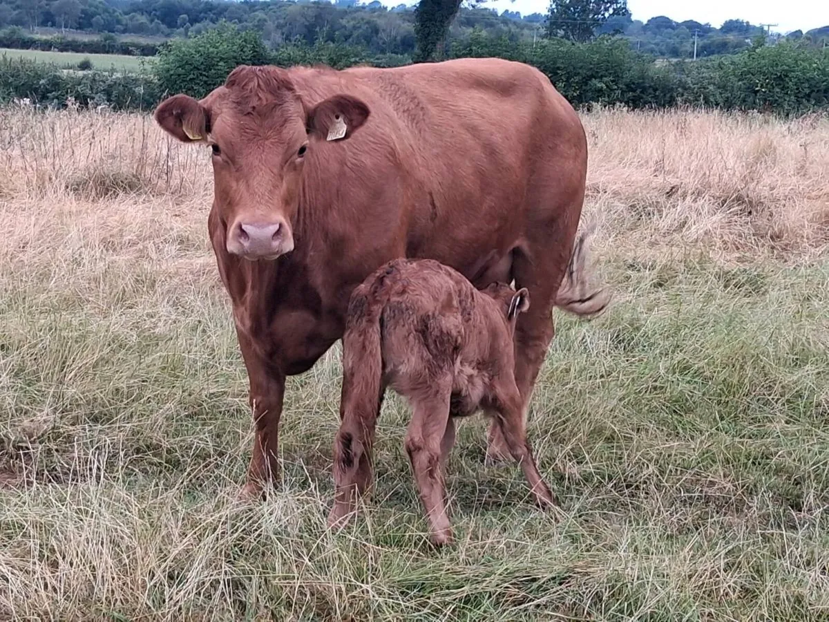 Cow an calf - Image 1