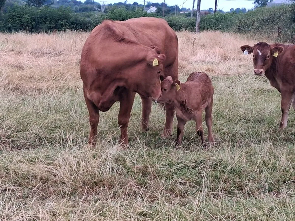 Cow an calf - Image 2