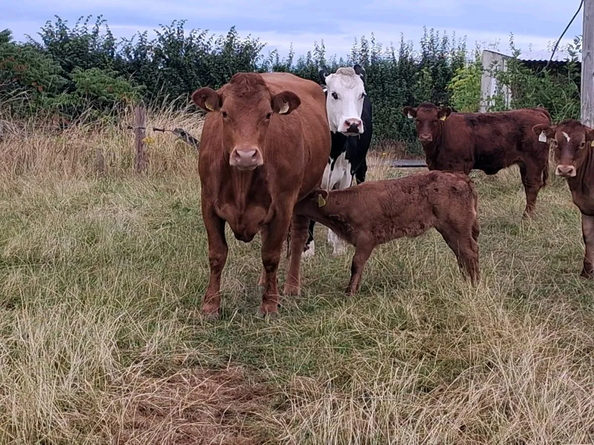 Cow an calf - Image 3