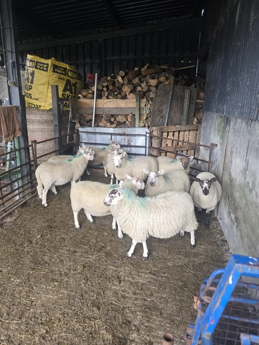 10 Cheviot x ewe lambs - Image 2