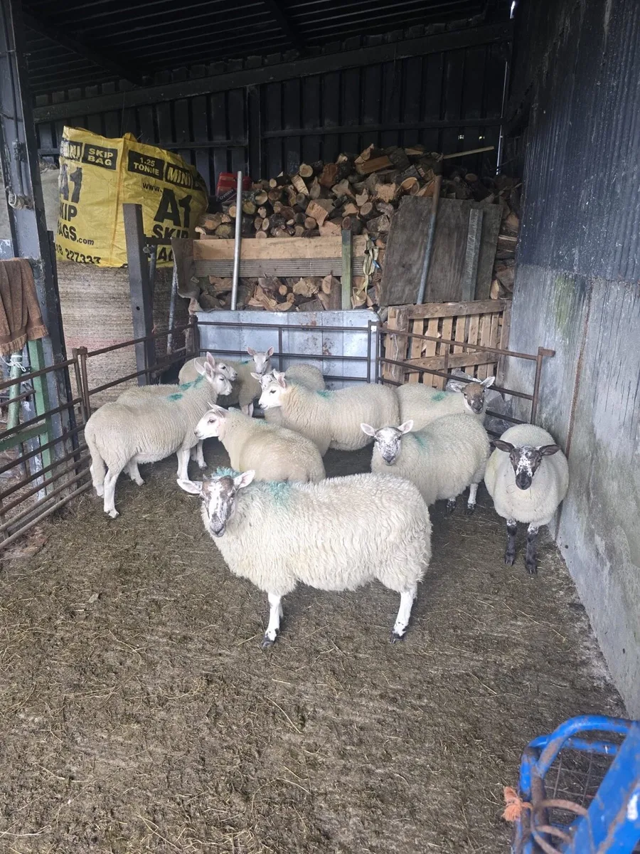 10 Cheviot x ewe lambs - Image 3