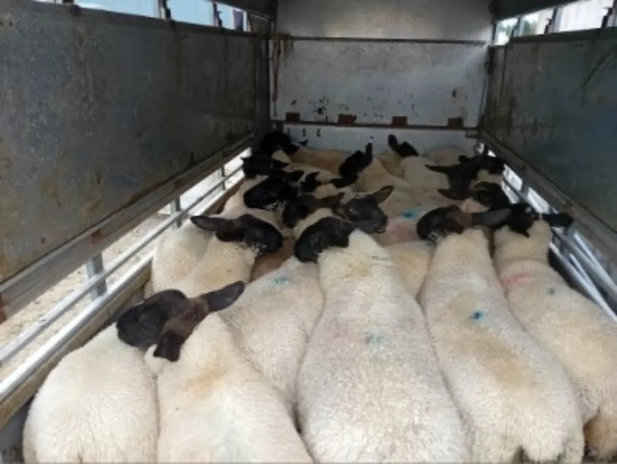 Suffolk X Ewe Lambs - Image 4