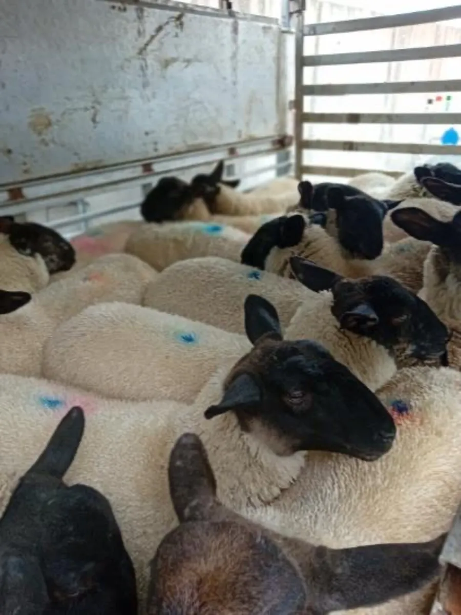 Suffolk X Ewe Lambs - Image 2