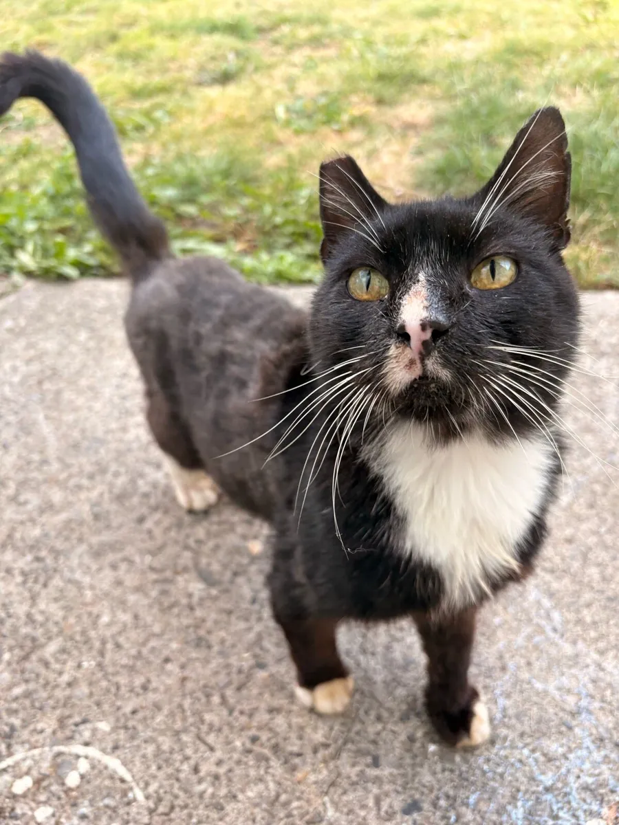 Neutered Male Cat - Image 4