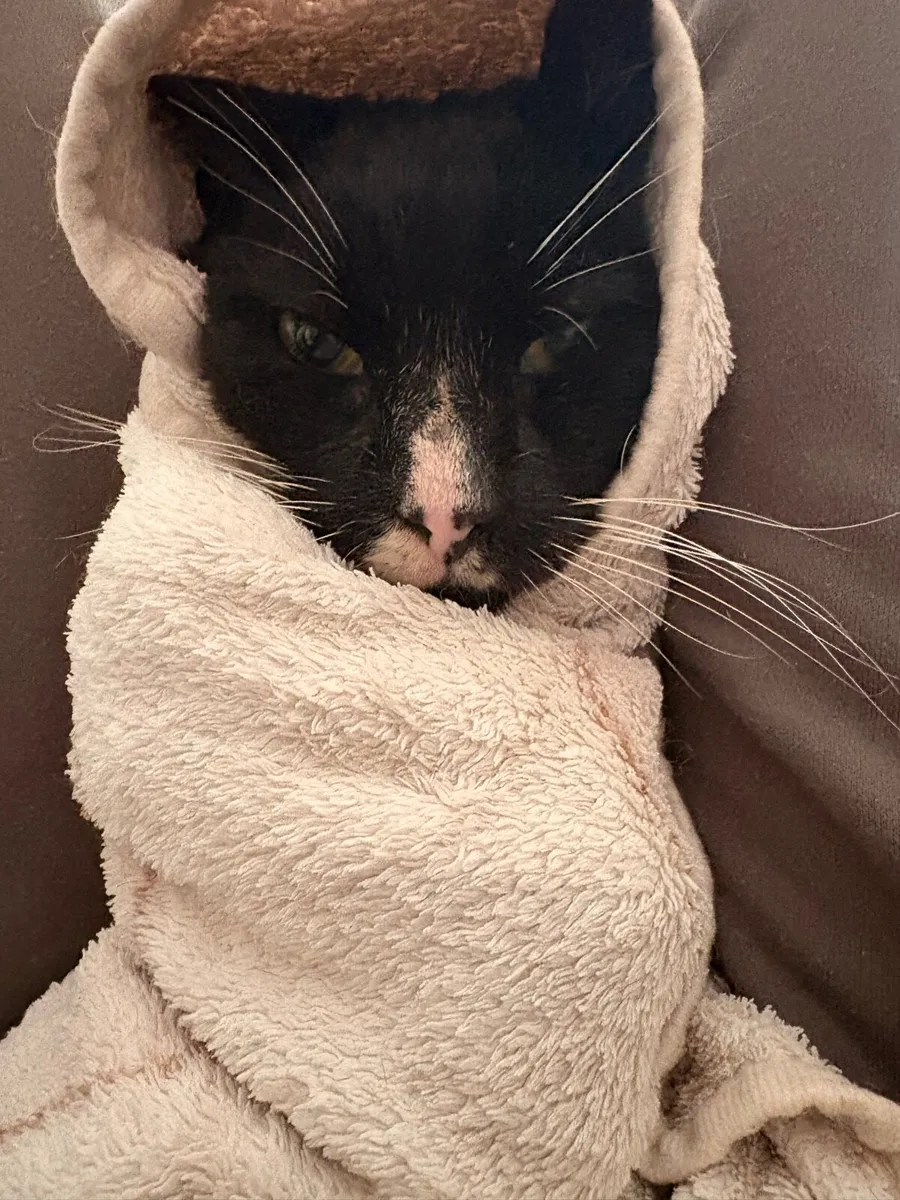 Neutered Male Cat - Image 1