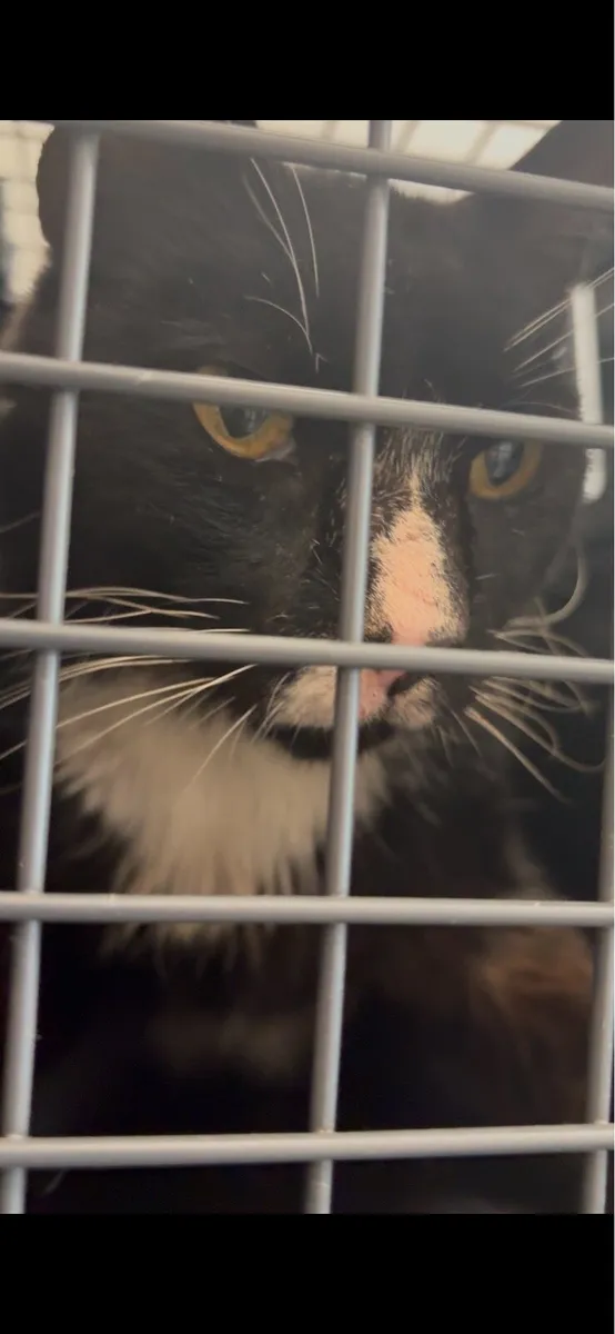Neutered Male Cat - Image 2