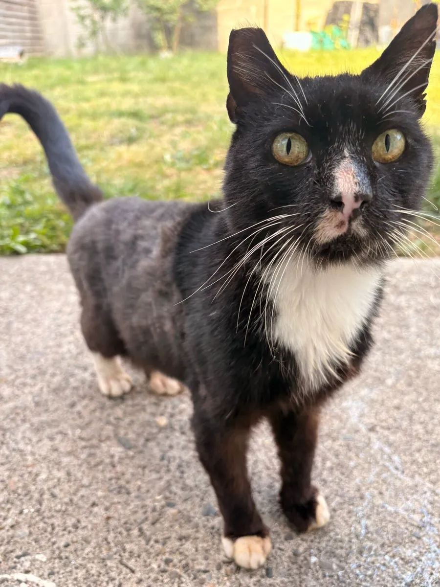 Neutered Male Cat - Image 3