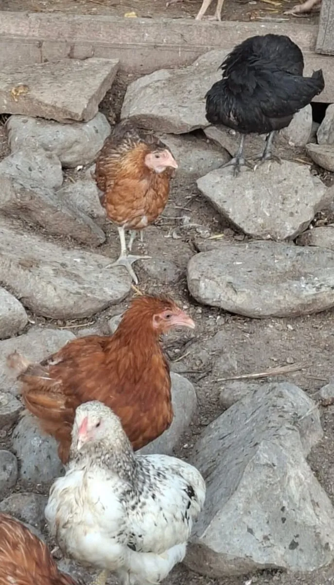 Chickens and ducks - Image 4