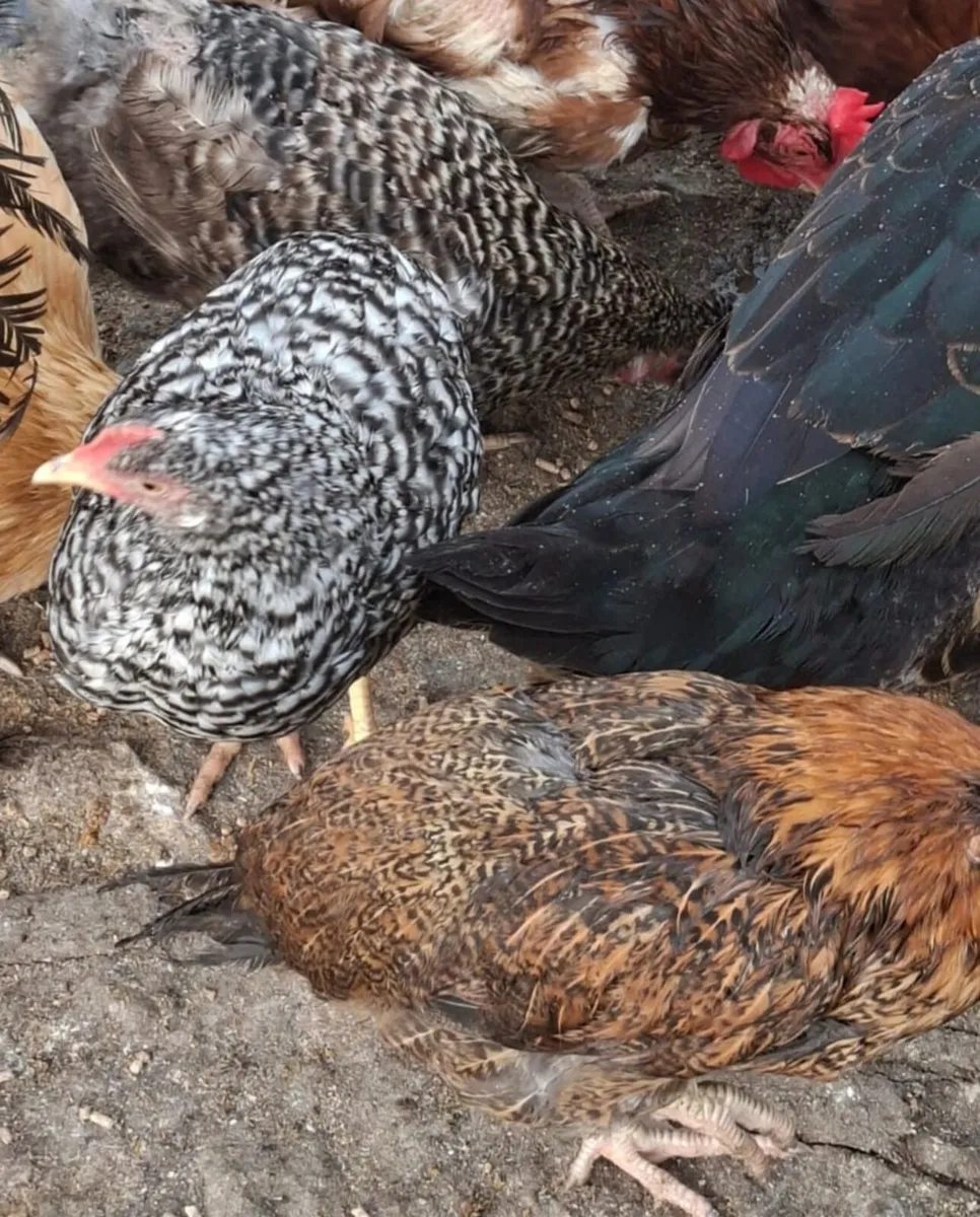 Chickens and ducks - Image 2