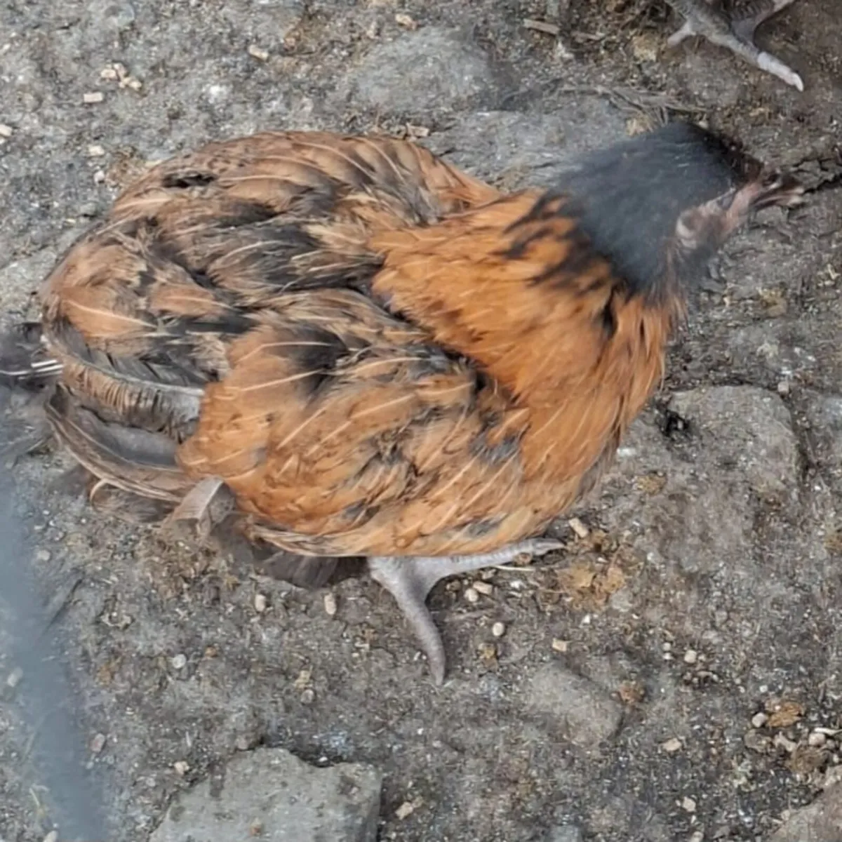 Chickens and ducks - Image 3