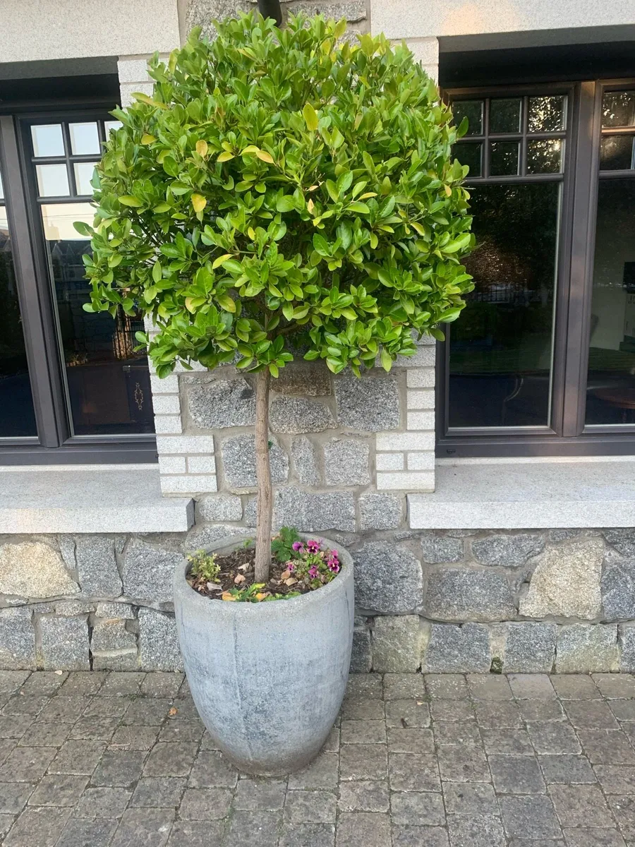 Lollipop shaped evergreen trees - Image 2