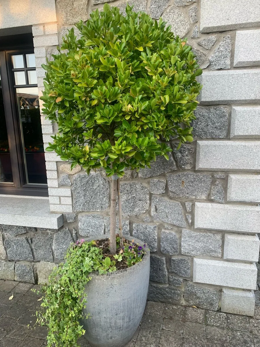 Lollipop shaped evergreen trees - Image 3