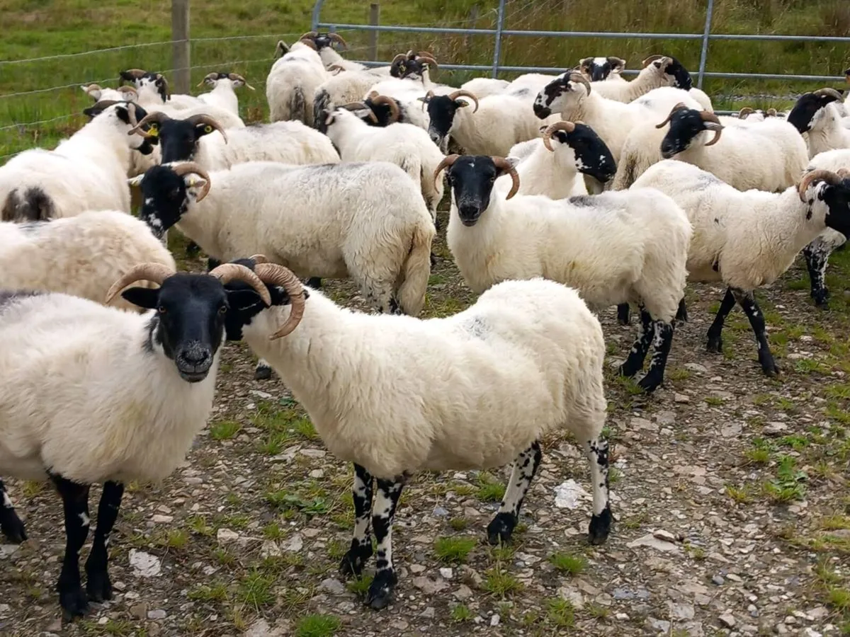 Sheep - Image 1