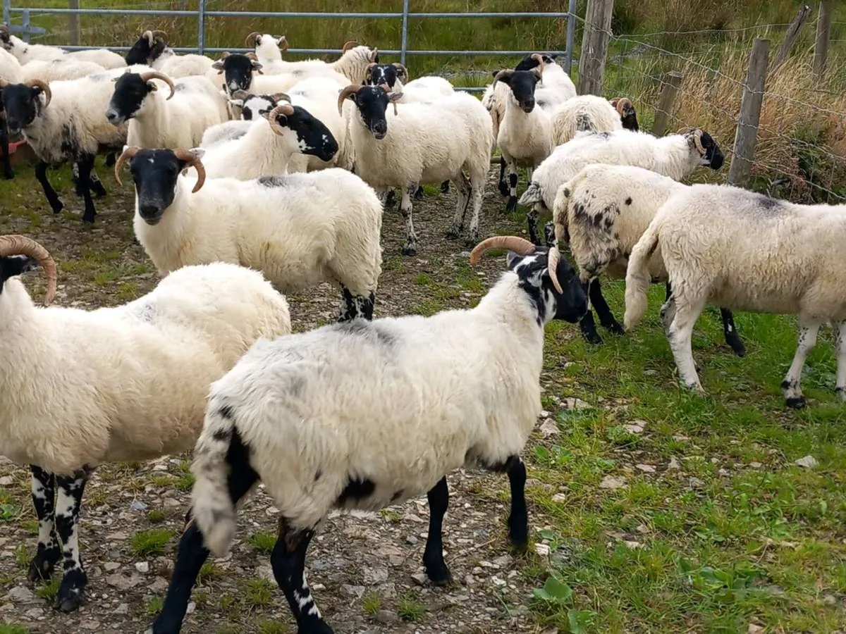 Sheep - Image 2