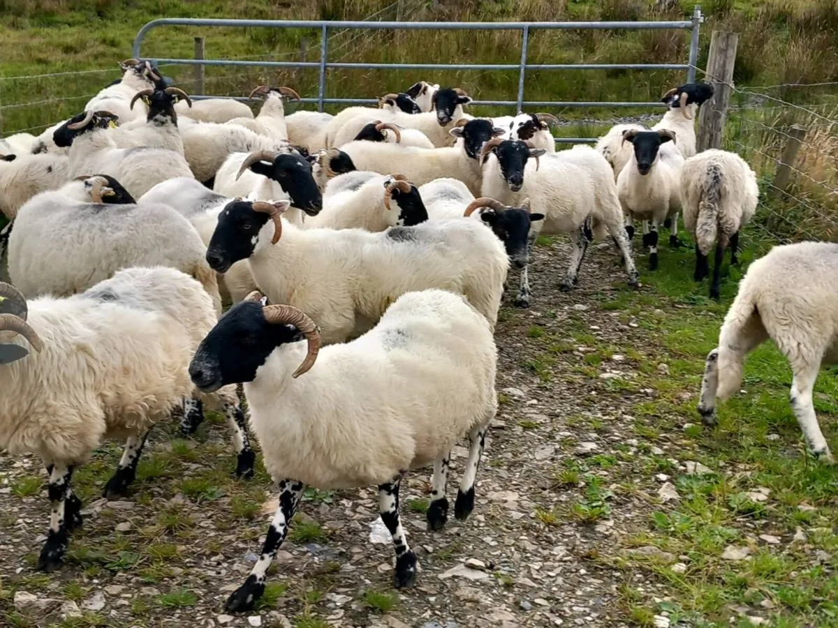 Sheep - Image 3