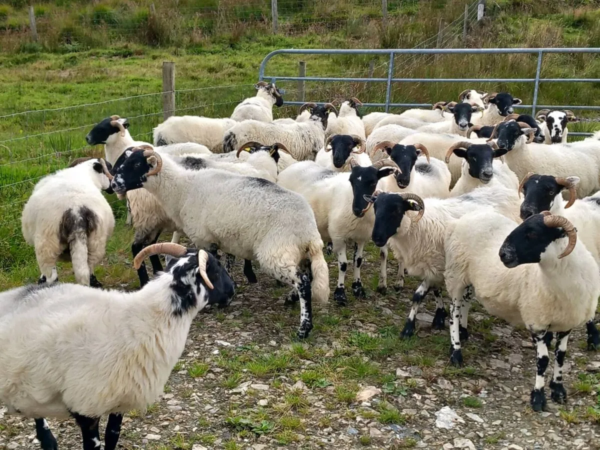 Sheep - Image 4