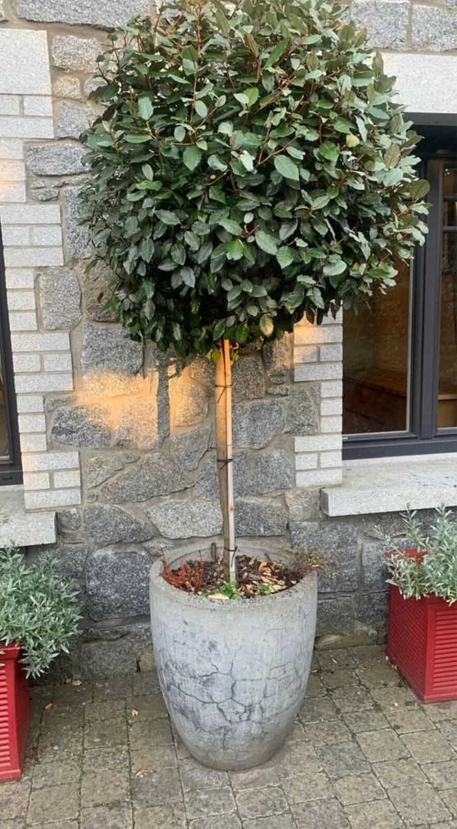 Lollipop shaped evergreen trees - Image 4
